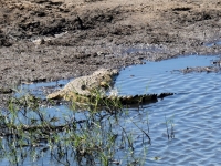 2018 10 28 Chobe Nationalpark mit Krokodil