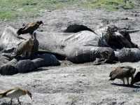 2018 10 28 Chobe Nationalpark mit totem Elefanten und Geyern