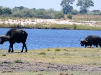 Wasserbüffel an Land