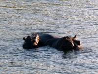 2018 10 29 Bootsfahrt am Sambesi Fluss viele Flusspferde zu sehen