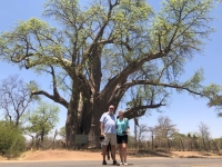 2018 10 29 Victoria Falls uralter Boabab Tree