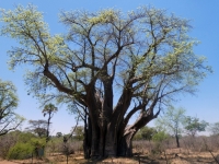 Baobab Tree über 1500 Jahre alt