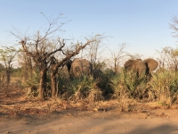 Etwas grössere Tiere bei der Fahrt nach Livingstone Stadt