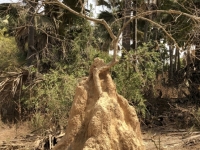 Termitenhügel im Affenpark