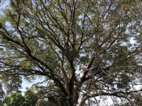 Riesiger Baum