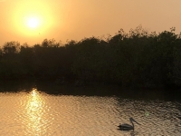 Pelikan während Sonnenaufgang