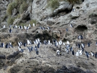 2019 03 17 Nightingale Island Pinguinkolonie