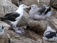2019 03 05 New Island Süd Albatrosmutter und Kind