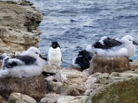 2019 03 05 New Island Süd Albatrosse mit Gast in der Mitte