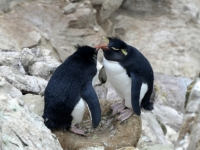 2019 03 05 New Island Süd Verliebte Rockhoppers Pinguine