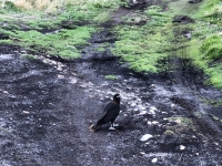 Caracara Vogel empfängt_erstes Tierfoto