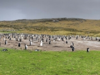 2019 03 06 Grave Cove Kolonie Gentoo Pinguine am Land