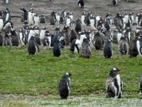 Kolonie Gentoo Pinguine