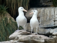 Albatrosse