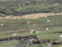 Auch die ersten Schafe sehen wir auf dieser Insel