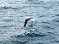 Albatros vor Saunders Island