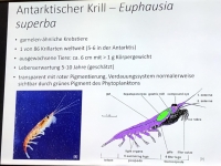 Krill Vortrag durch deutsche Forscherin