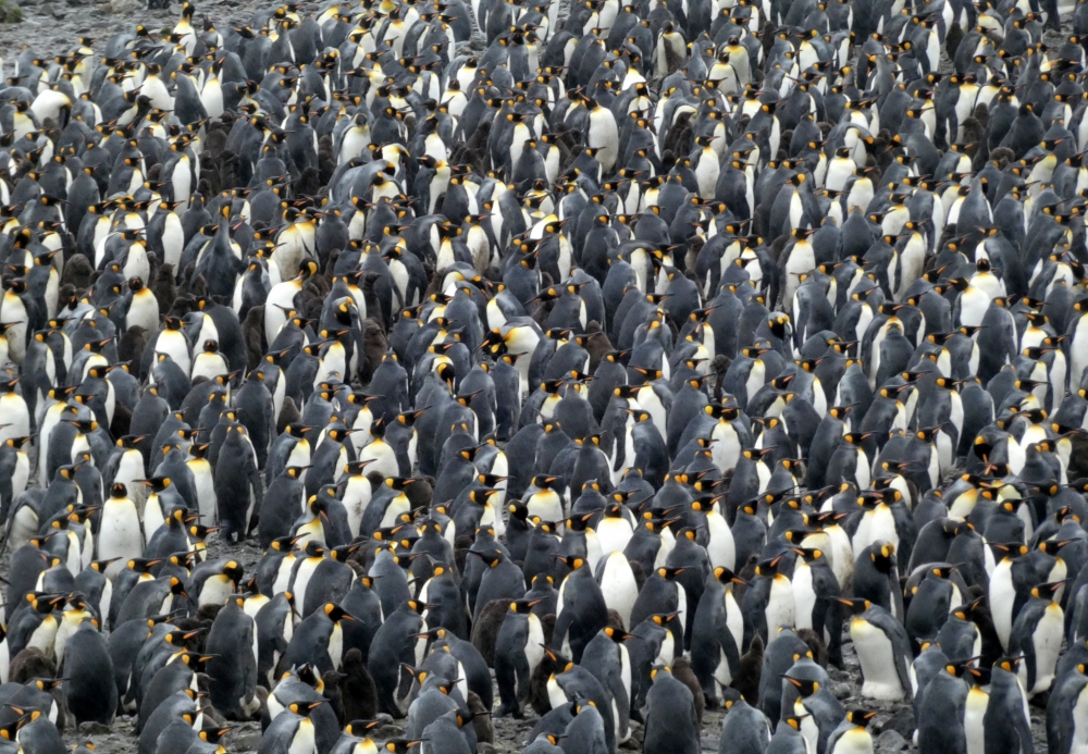 6000 Pinguine sind geschätzt heute hier