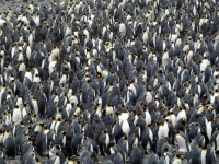 6000 Pinguine sind geschätzt heute hier