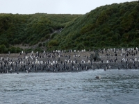 Pinguine erwarten uns