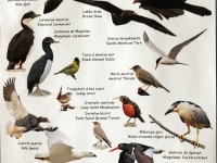 Falklandvögelübersicht
