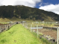 2019 03 16 Tristan da Cunha Erdäpfelplantage 2