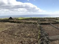 2019 03 16 Tristan da Cunha Erdäpfelplantage 3