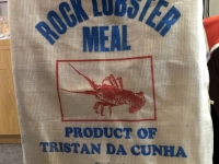 Berühmter Lobster aus Tristan