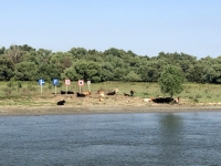 Donaukühe