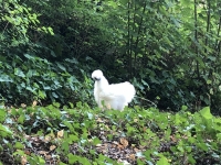 Seltenes Huhn auf Weg zum Chateau Gaillard