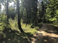 2019 08 26 Belarus Weissrussland Bialowieska Nationalpark Unesco Kopfbild
