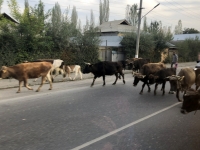 Kuhherde auf der Strasse