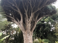 Riesiger Baum im Botanischen Garten