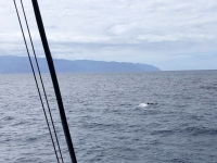 Erster Wal gesehen Richtung La Gomera
