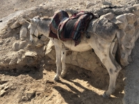 Esel 1 beim Wadi Kelt