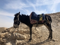 Esel 2 beim Wadi Kelt