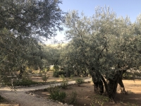 2019 11 26 Jerusalem Garten Gethsemane