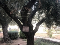 2019 11 26 Jerusalem Olivenbaum gepflanzt anl Besuch Papst Paul 6 im Jahre 1964