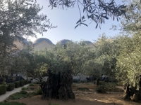 Olivenbäume im Garten Gethsemane