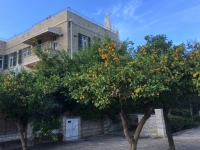 Haifa Orangenbäume