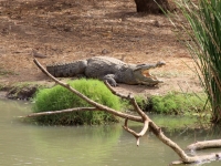 2020 02 15 Naturreservat Bandia hungriges Krokodil