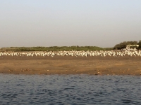 Hunderte Vögel auf der Sandbank