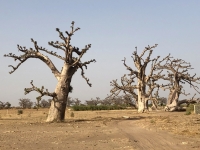 2020 02 11 Baobab Spinnenbaum