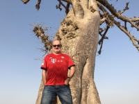 Baobab Spinnenbaum