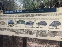 Verschiedene Schildkrötenarten gibt es