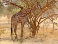 2020 02 15 Naturreservat Bandia Giraffe direkt vor uns
