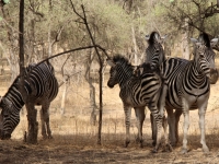 2020 02 15 Naturreservat Bandia Zebras