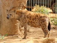 2020 02 15 Naturreservat Bandia seltenes Foto einer Hyäne
