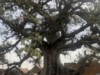 2020 02 16 Muschelinsel Baobab Baum