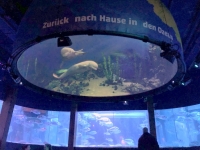 2020 03 06 Sealife Aquarium